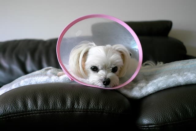 canine atopic dermatitis