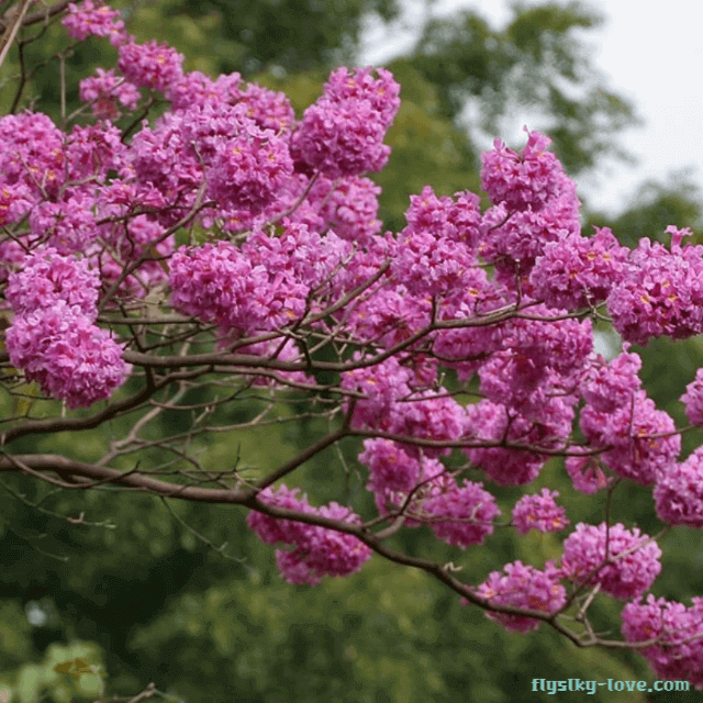 항암 작용에 효과적인 타히보