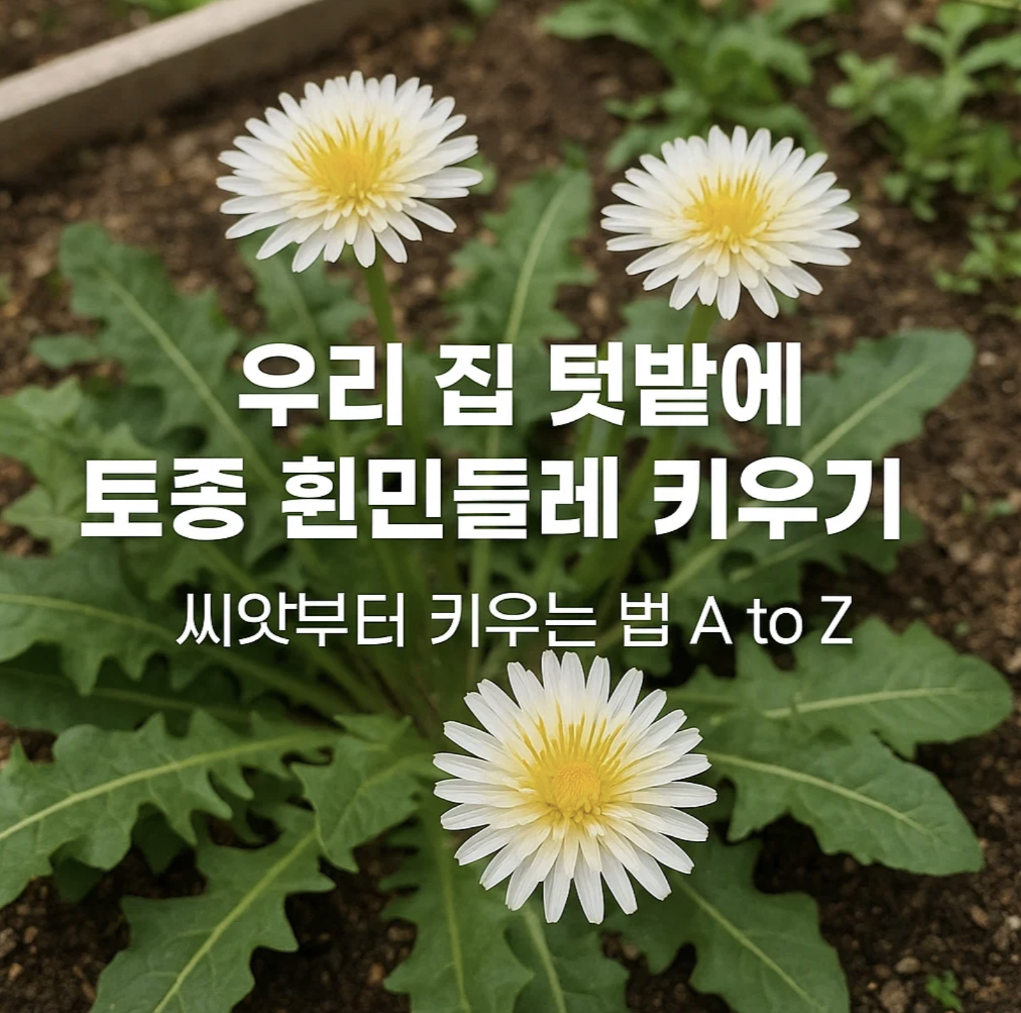 우리 집 텃밭에 토종 흰민들레 키우기, 씨앗부터 키우는 법 A to Z