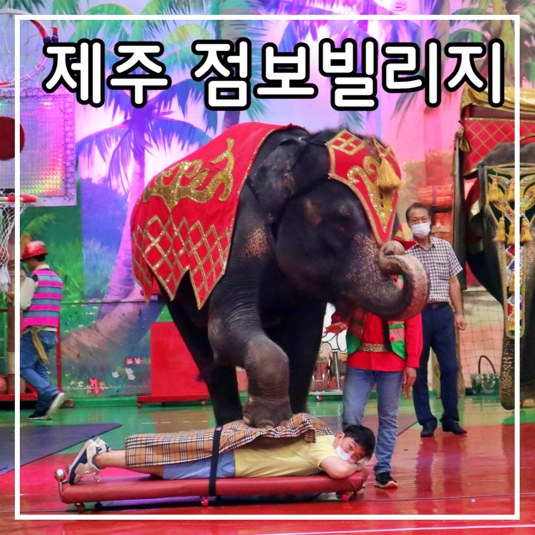 코끼리 발 마사지를 받는 사람