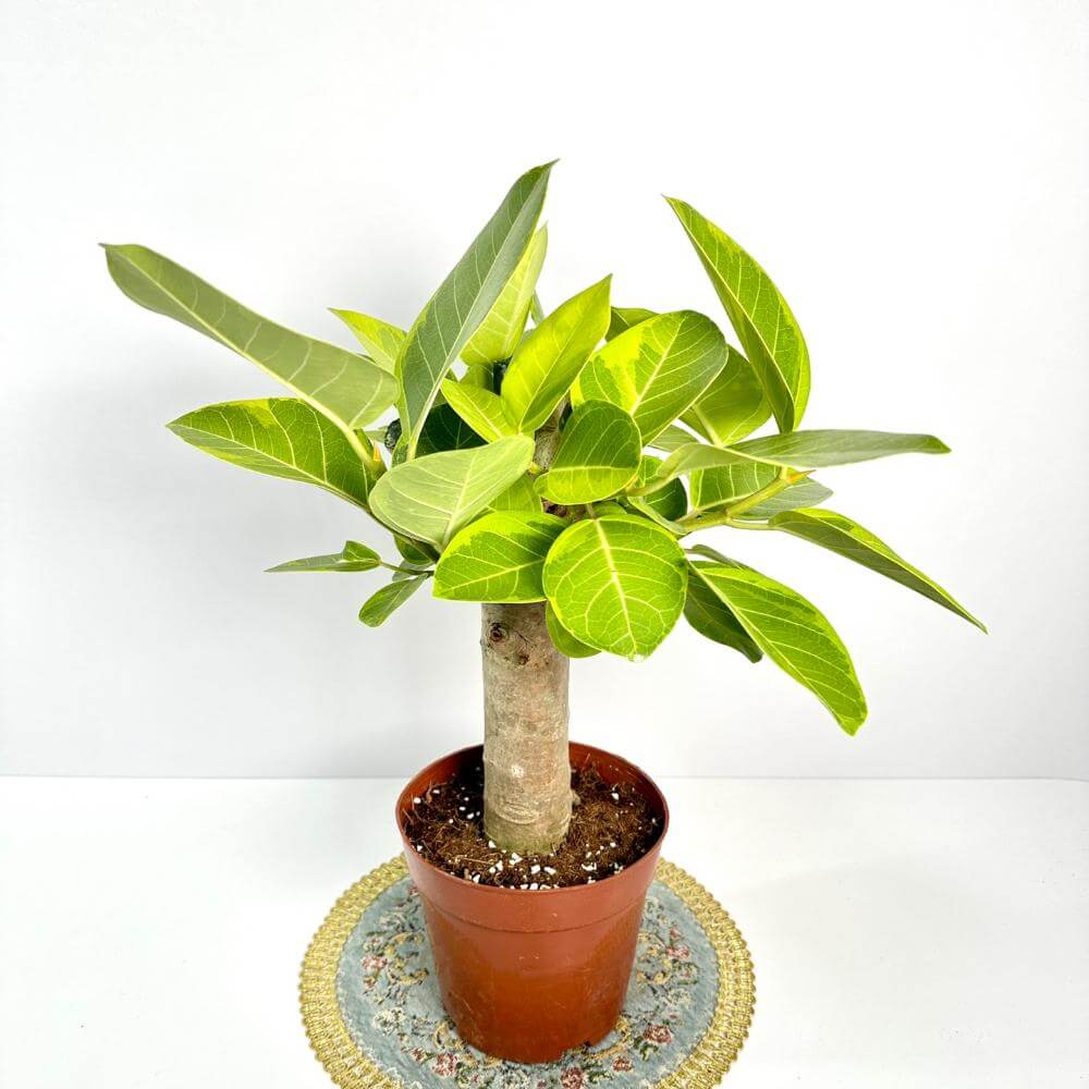 고무나무 키우기