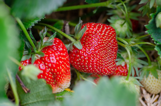 딸기의 모습