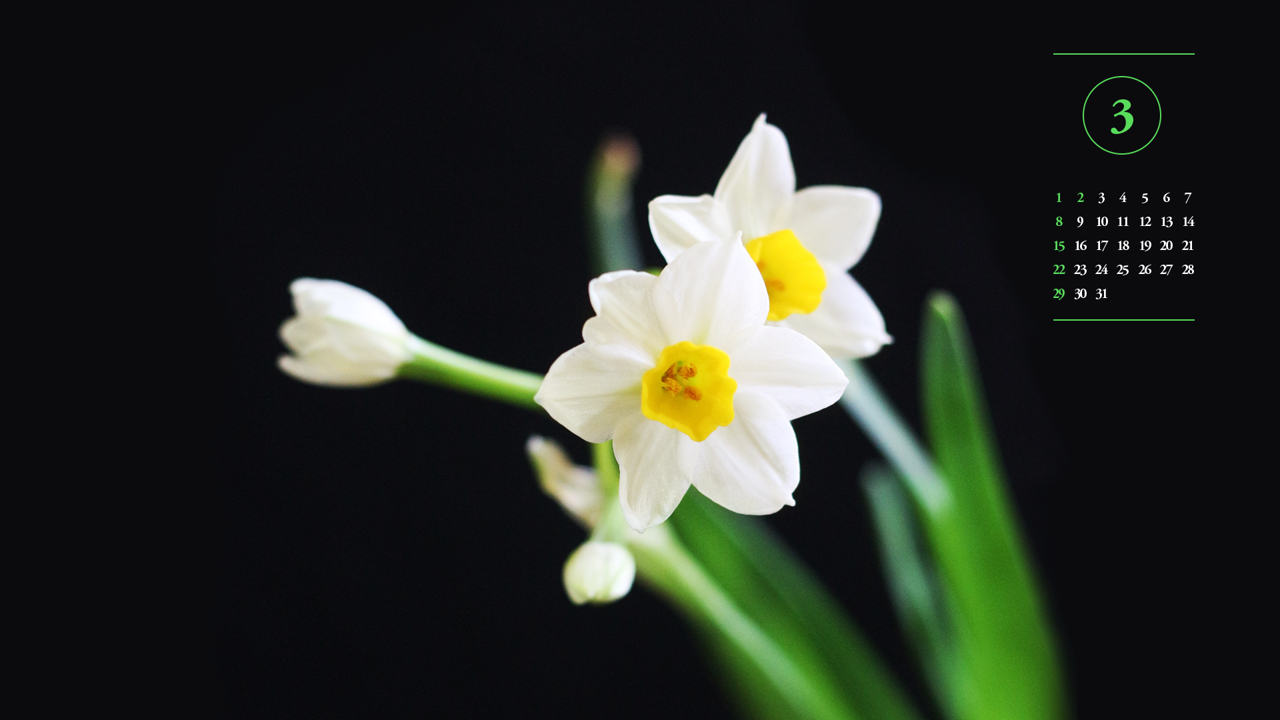 09 흰색 수선화 검정배경 A - 2026년3월 달력배경화면