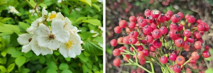 찔레나무-찔레순-찔레꽃-찔레뿌리-찔레열매-영실-효능