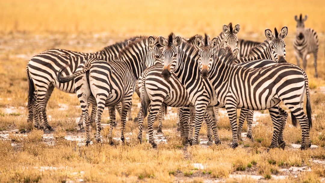 Zambia
