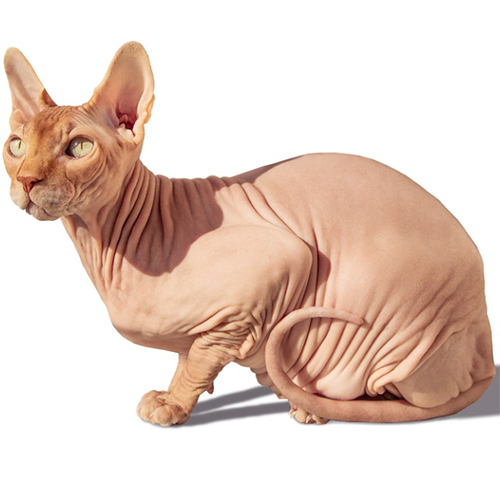 스핑크스 고양이