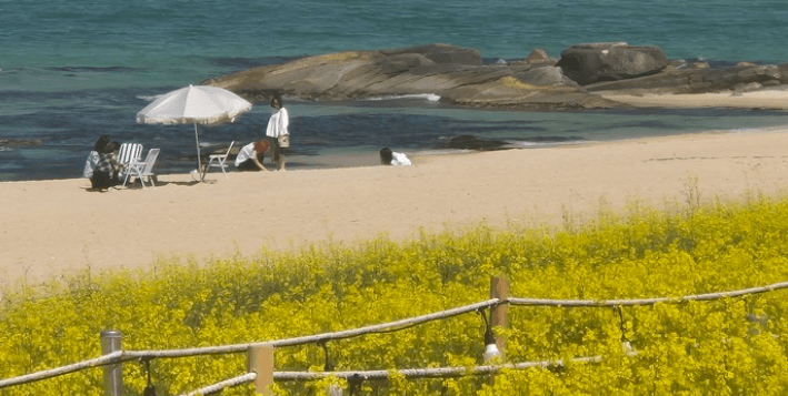 강릉 사근진 해변 유채꽃밭