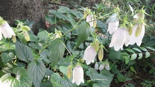 초롱꽃-섬초롱꽃-재배법-번식방법-개화시기-꽃말