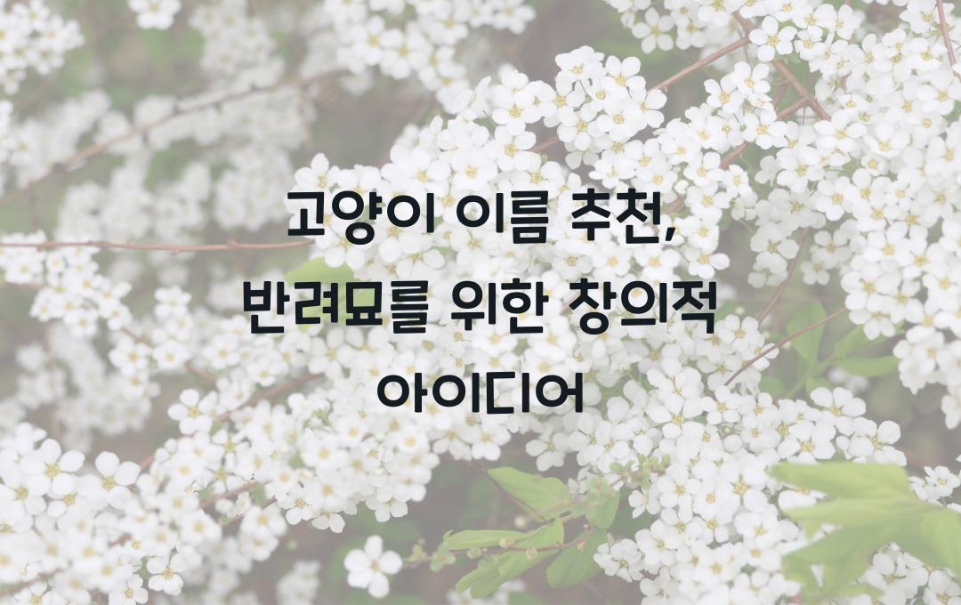 고양이 이름 추천: 특별한 반려묘를 위한 아이디어