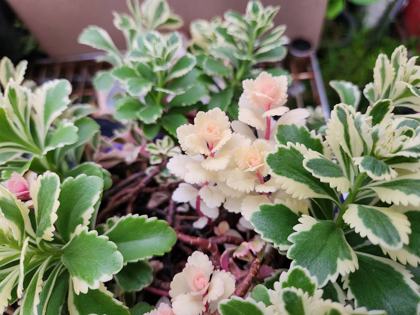 무늬섬기린초 (섬기린초 아틀란티스)