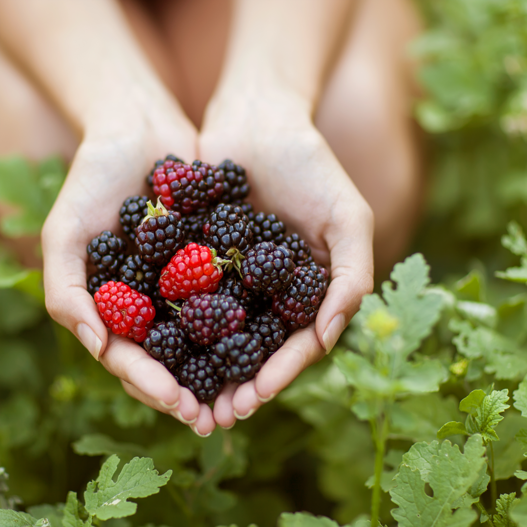 복분자, 갱년기·피로에 효과 있다?