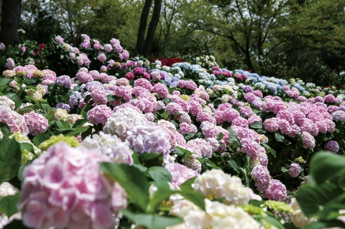 휴애리 여름 수국축제