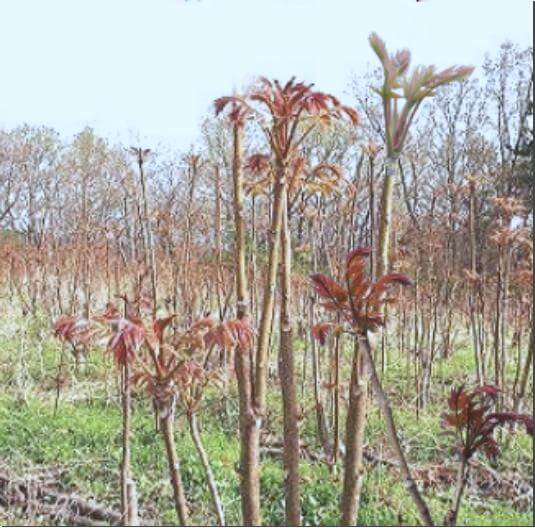 가죽나물 재배 농장