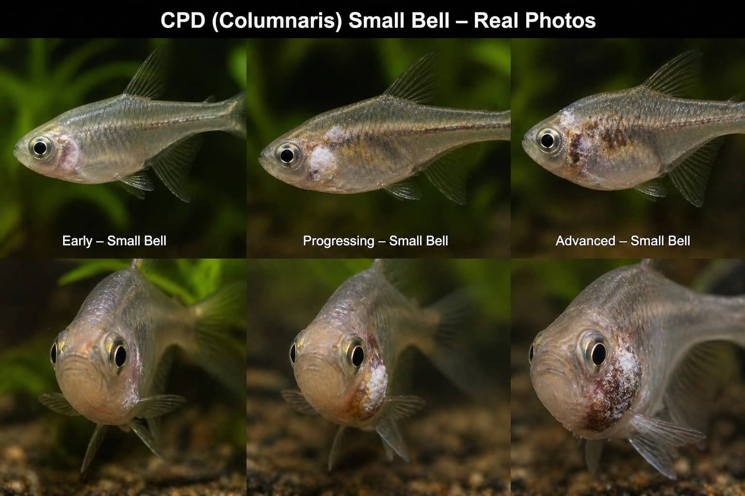 갑자기 색이 빠진 나노 피쉬, 그냥 두면 안 되는 이유: 원인과 대처법