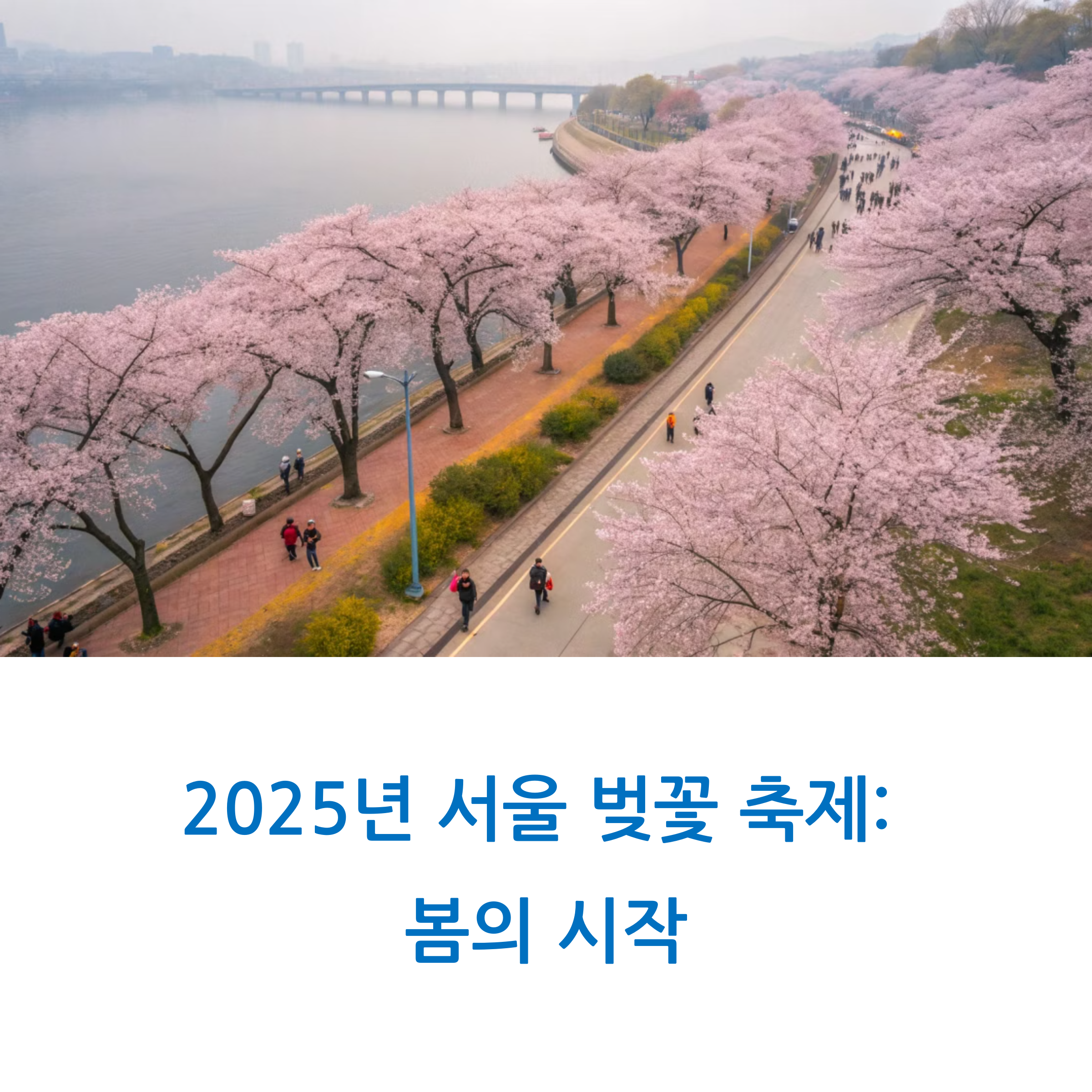 서울 벚꽃 개화 시기 언제? 2025년 예측 정보 확인