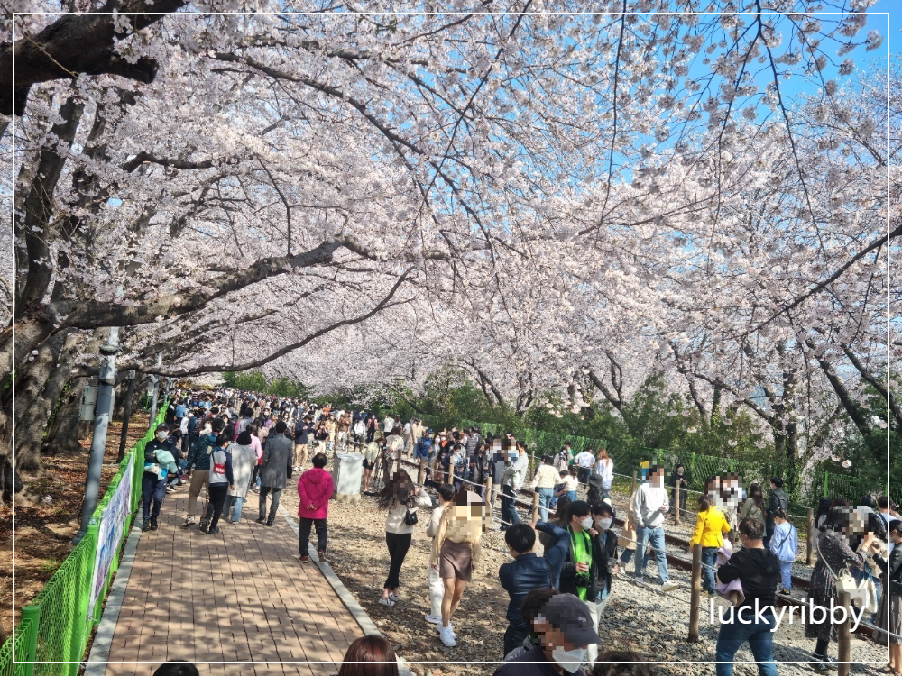 경남-진해-군항제