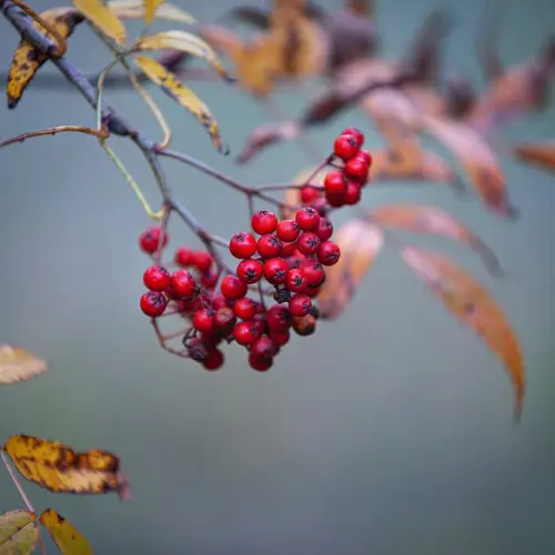 남성 갱년기 증상 완와에 효과적인 건강기능식품