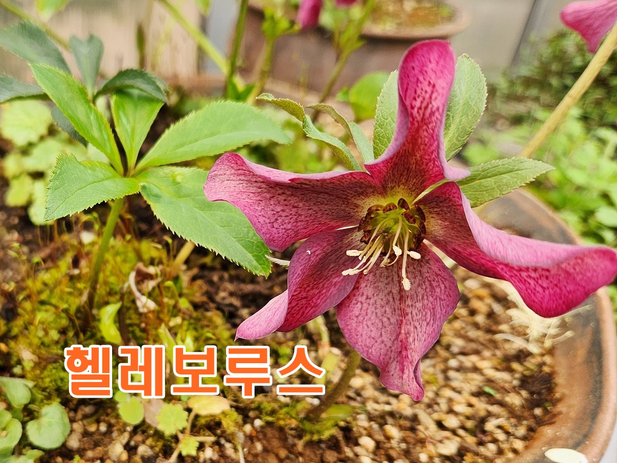 헬레보루스