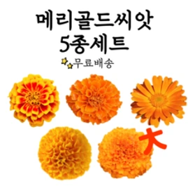 메리골드 씨앗 종자 20립 꽃씨 몰 봄 여름 가을 야생화 꽃씨앗 메리골드씨 AR&#44; 1개