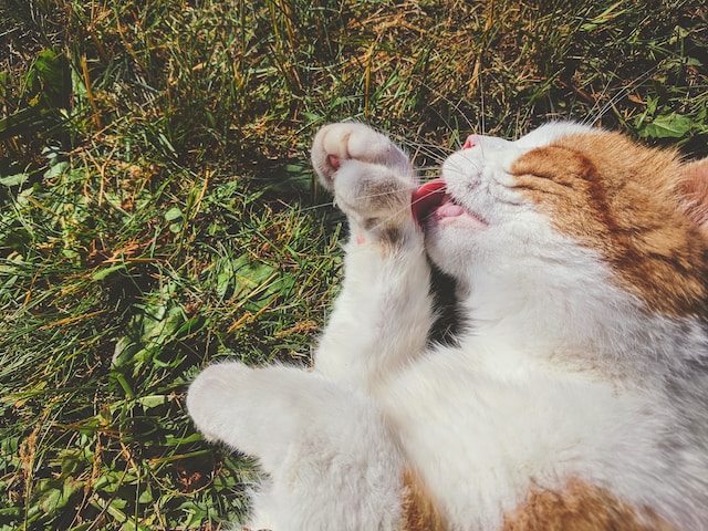 고양이 사진2