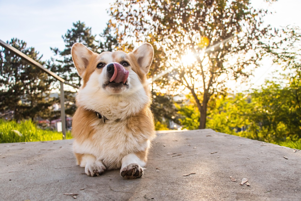 뽀미와 즐거운 산책