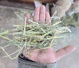 대관령 하늘목장 체험 정보