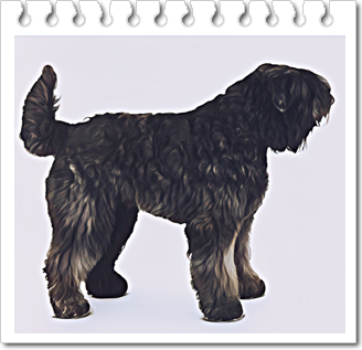 안녕soni
사역견 부비에 데 플랑드르