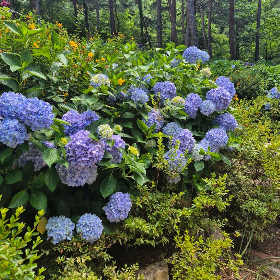 포레스트수목원