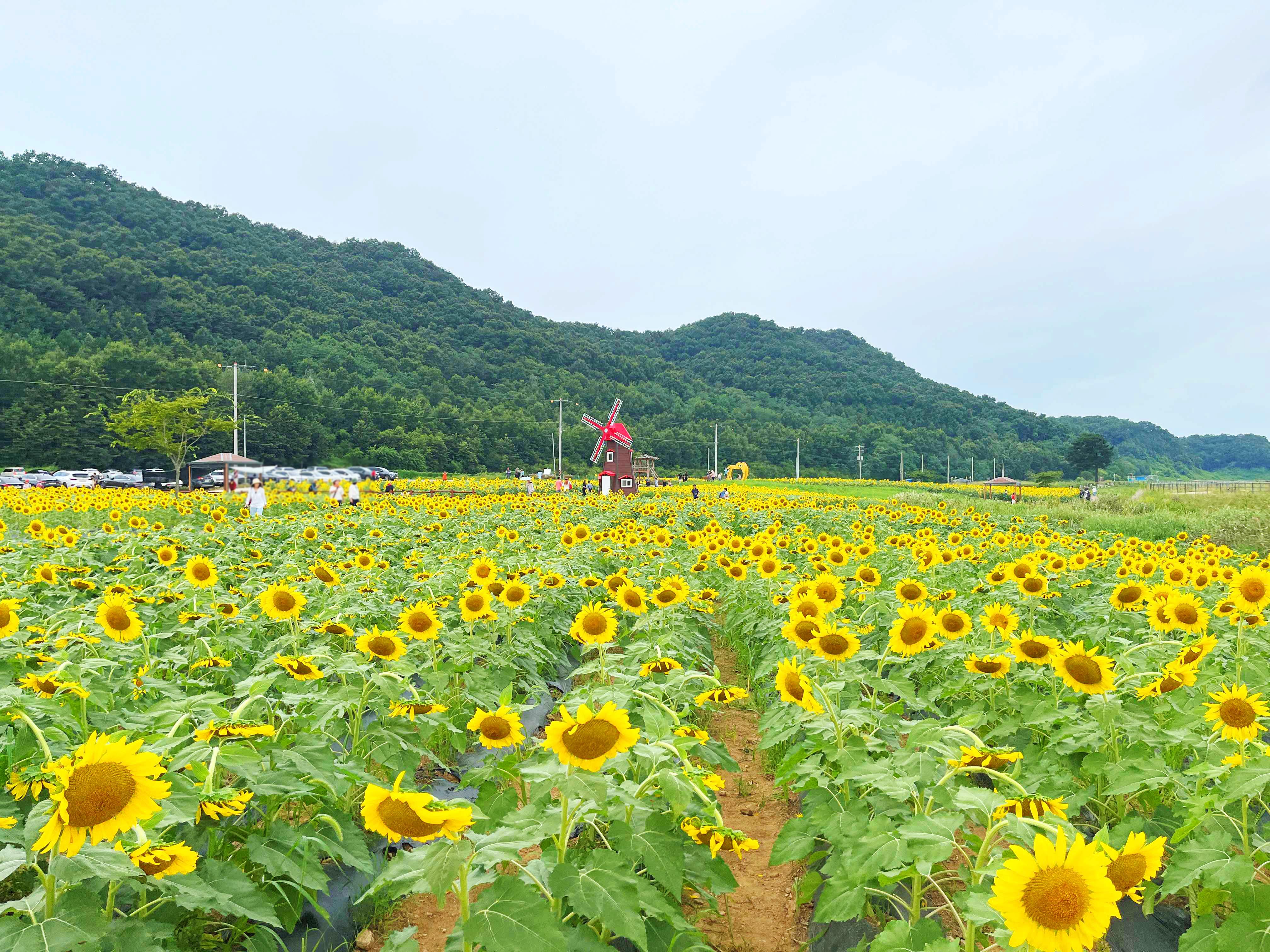 강화도 교동 난정 해바라기 정원 축제