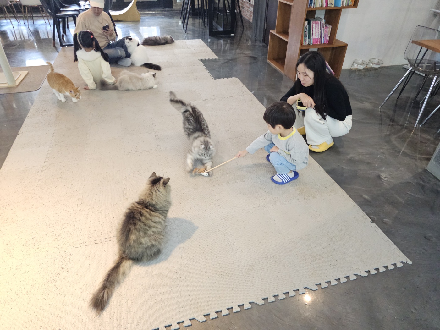 야옹이네 고양이 카페