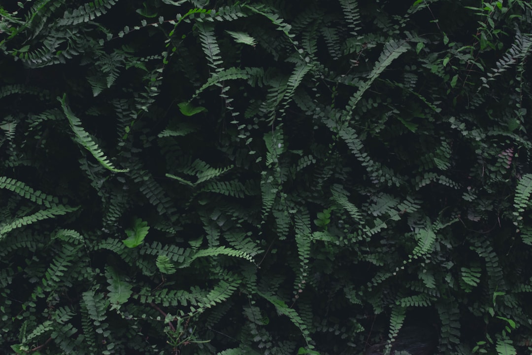 Plant.