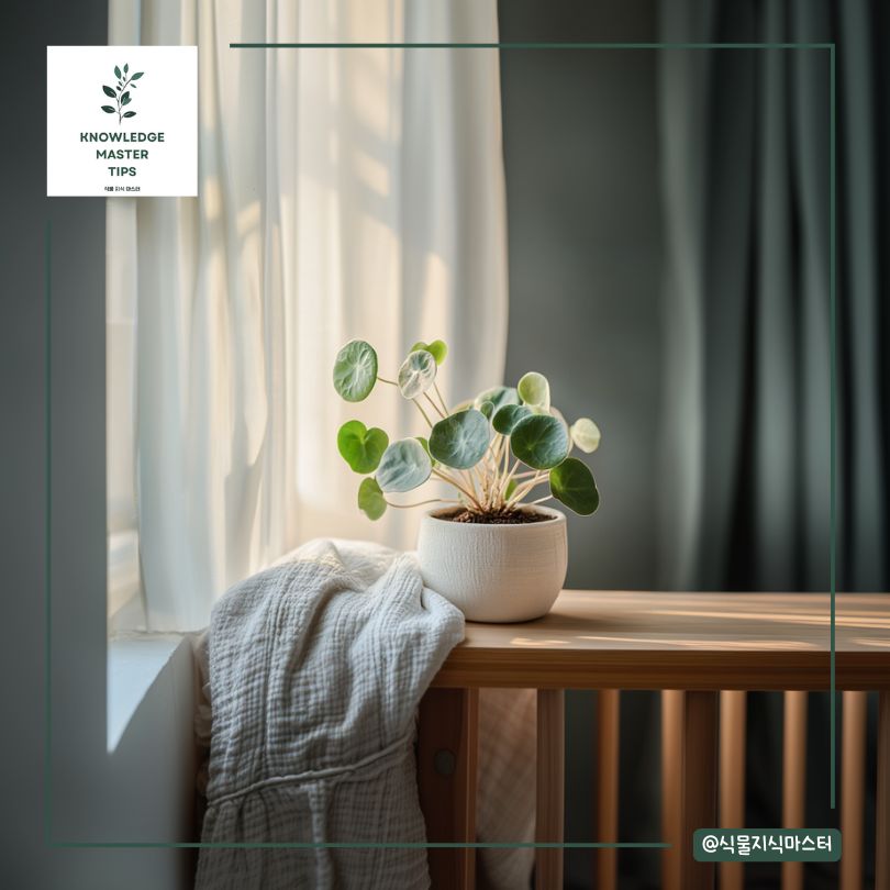 아기방 식물, 페페로미아