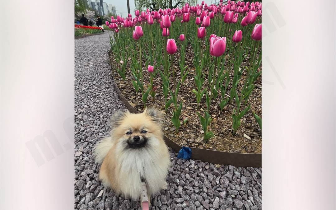 화명운동장 튤립단지