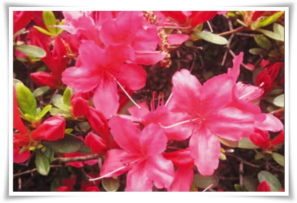 "영산홍" 봄날을 물들이는 활짝 핀 주홍빛 유혹의 매혹적인 꽃!