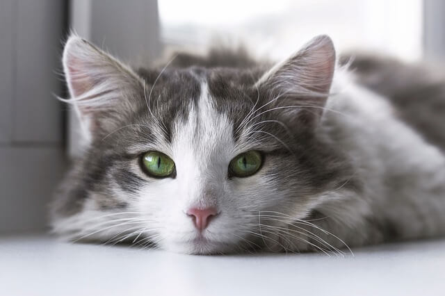 고양이꿈&amp;#44; 고양이 나오는 꿈&amp;#44; 고양이꿈해몽&amp;#44; 고양이 나오는 꿈해몽 흉몽?