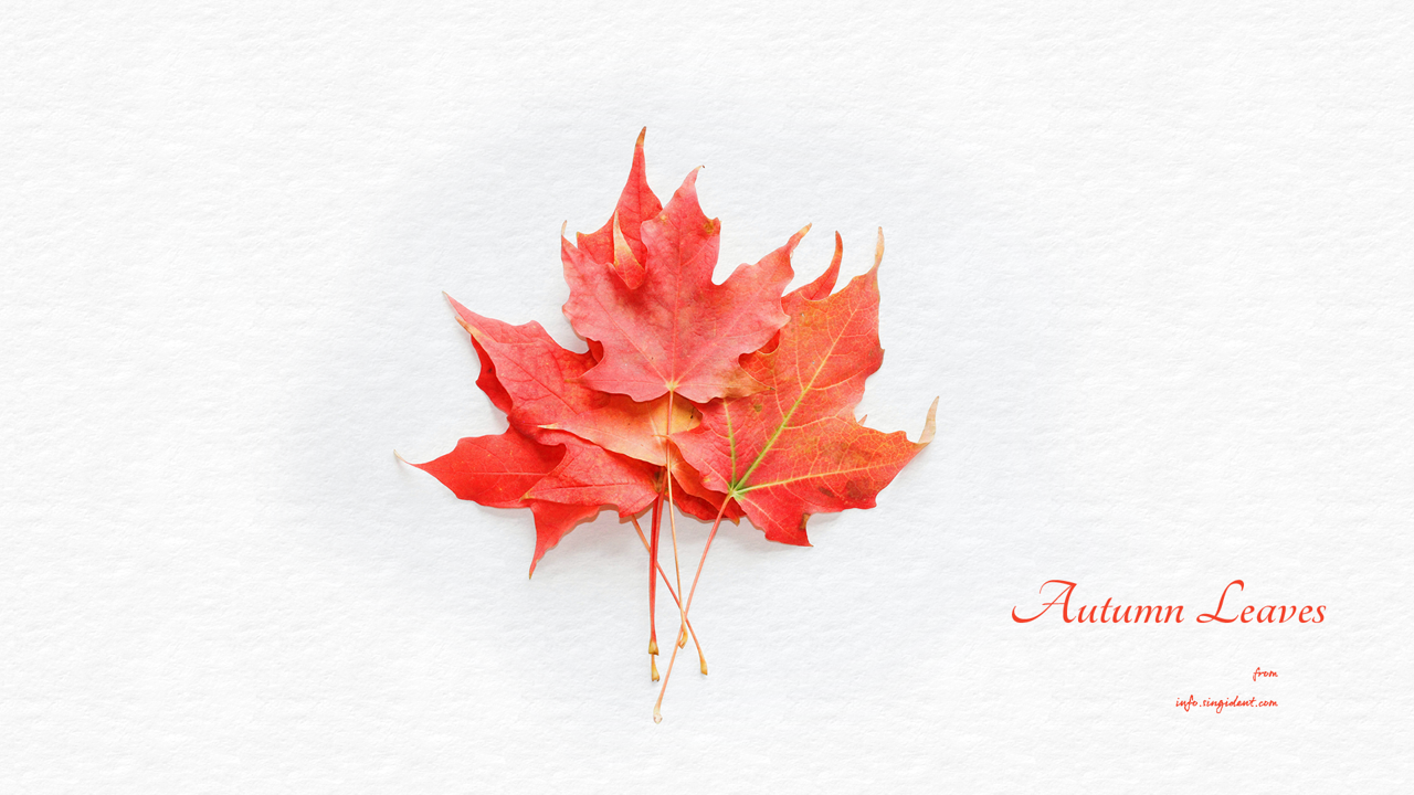 06 플라타너스 나뭇잎 C - Autumn Leaves 가을배경화면