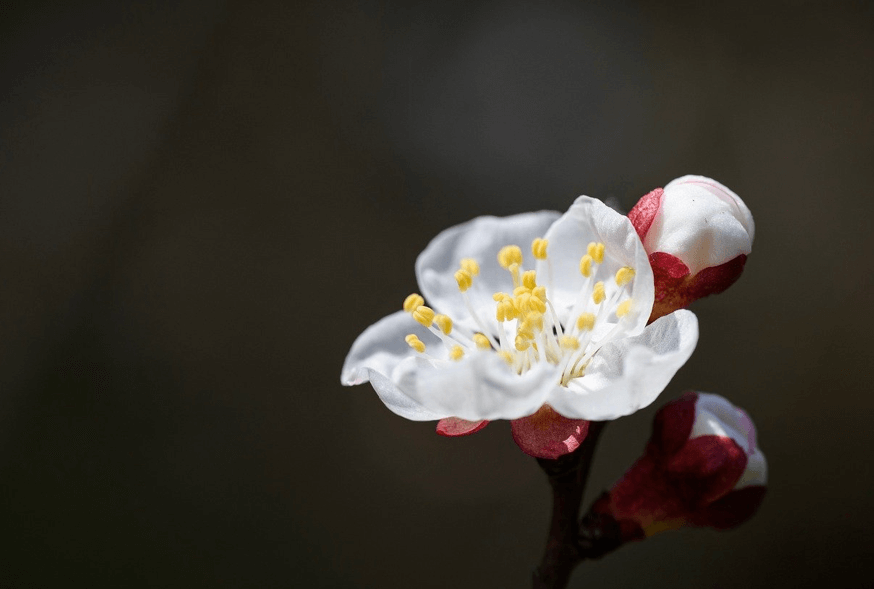 &amp;#39;호랑이기운이 어흥! 이벤트 참여방법&amp;#44;기아타이거즈 유니폼 증정