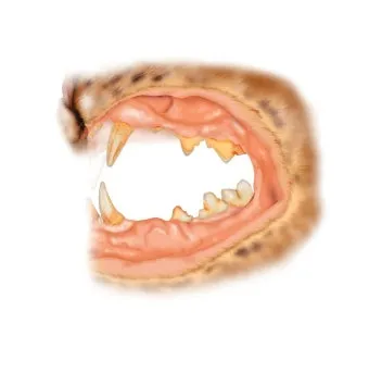 고양이 물렸을 때 대처법, 고양이 물린 상처 치료_32