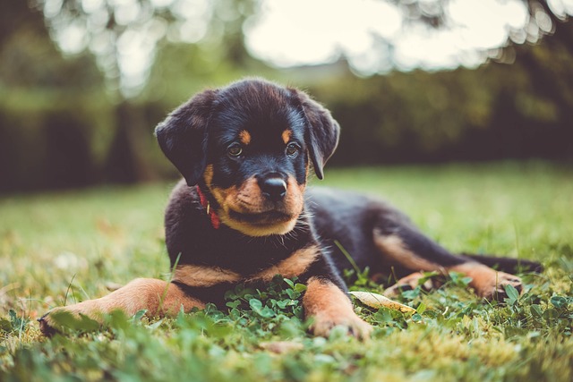 고양이 나오는 꿈&amp;#44; 고양이 죽는 꿈&amp;#44;개에게 물리는 꿈&amp;#44;개가 꼬리 치는 꿈