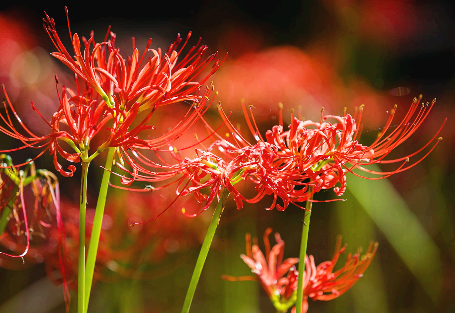 분당 중앙공원 꽃무릇13