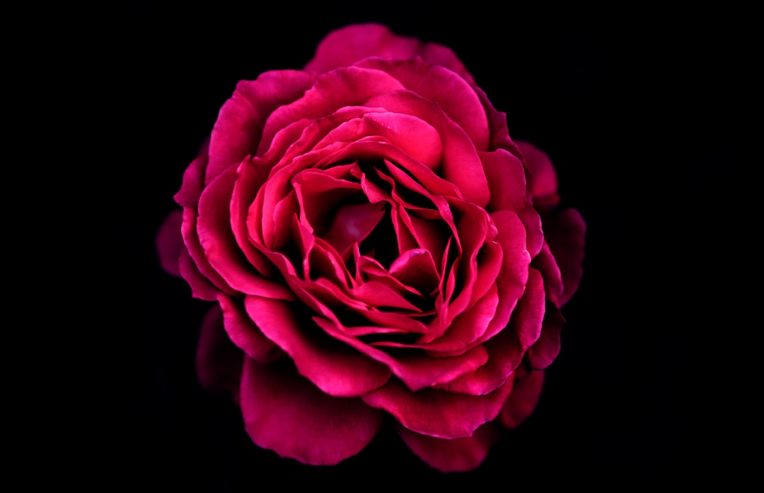 Sansaeyu (the name of the flower)