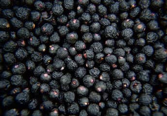 마키베리 동결건조