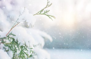 겨울 추천 보양식 (맛집, 효능, 가격대)