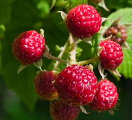 류마티스 관절염에 좋은 음식 영양제 식단