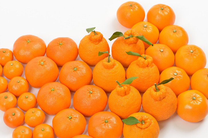 천혜향 크기 비교 사진