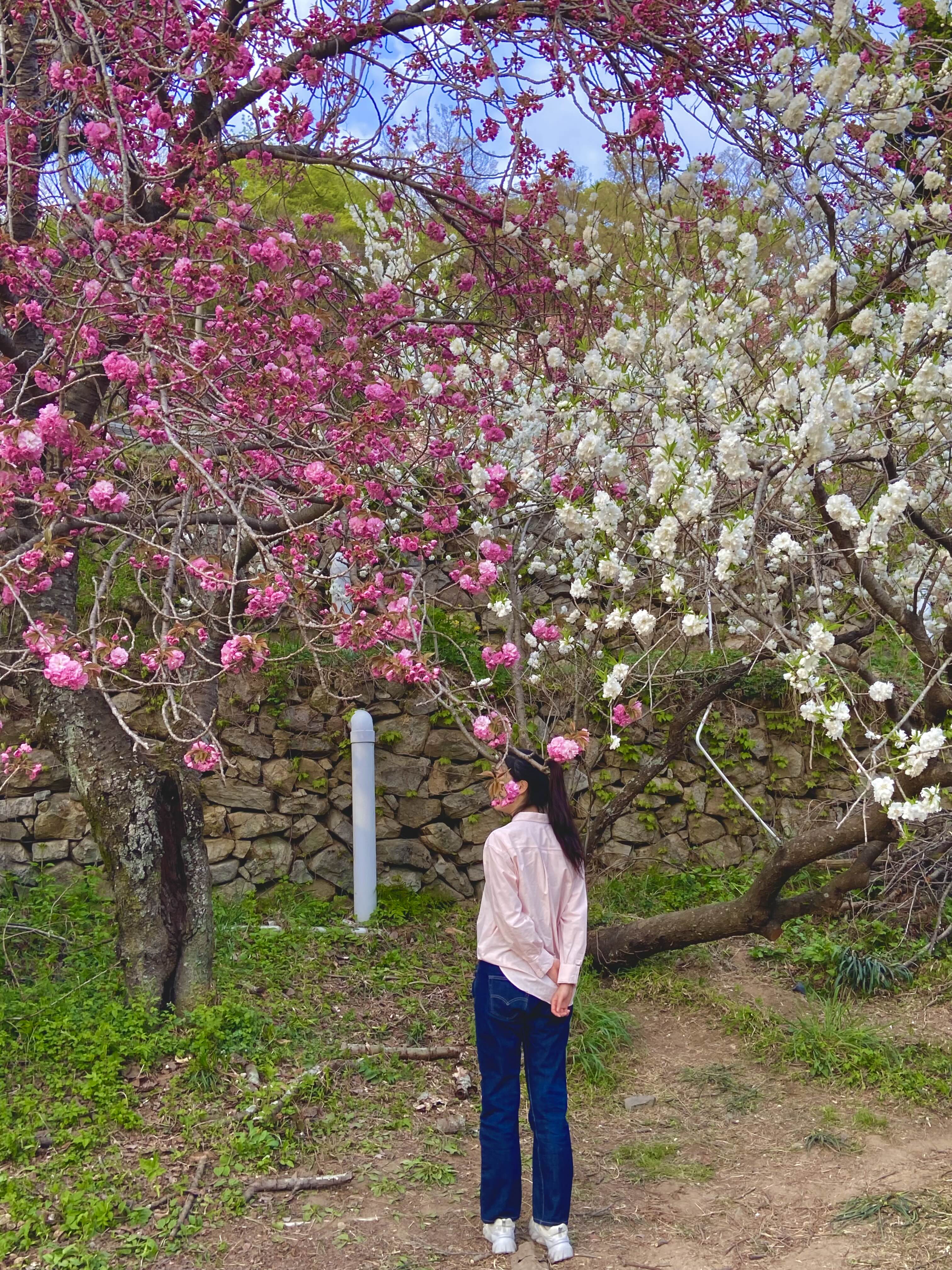 서산 겹벚꽃