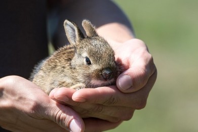 국가별 유기동물 보호법과 정책 변화 흐름