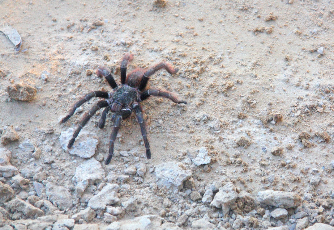 Spider