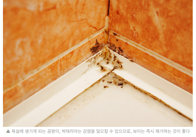 화장실 곰팡이 제거