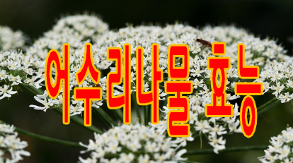 어수리나무 효능